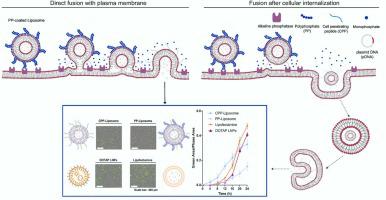 Design and mechanistic evaluation of charge-converting fusogenic liposomes for efficient nucleic acid delivery