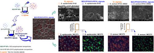 Phage endolysin–polyphosphate/alginate nanocomplexes inhibit staphylococcal biofilms for implant protection - ScienceDirect