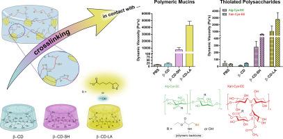 1,2-Dithiolane vs. Thiol-Functionalized β-Cyclodextrins: Ring Strain Drives Enhanced Crosslinking