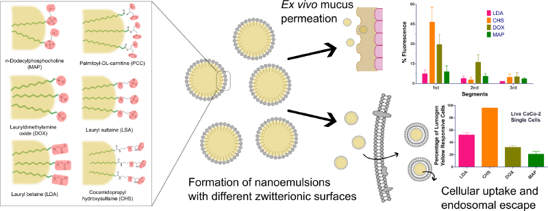 Exploring the impact of various zwitterionic surface modifications on the mucus diffusion and membrane permeability of lipid-based nanocarriers - D…